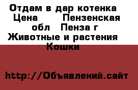 Отдам в дар котенка › Цена ­ 5 - Пензенская обл., Пенза г. Животные и растения » Кошки   